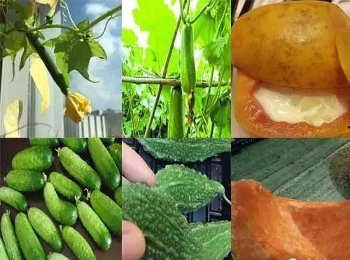 物手瓜可以怎么吃,探索美味与健康的完美结合