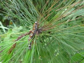 吃瓜看戏的松树,一场别开生面的夏日盛宴