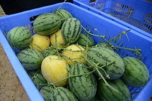 昆明吃瓜群资源,揭秘城市生活圈的热辣话题与趣味瞬间