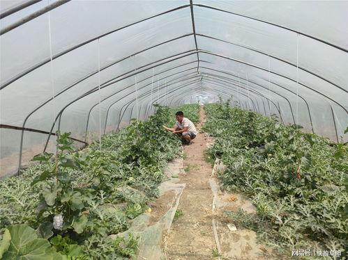 美女在田间吃瓜,美女尽享田园美味时光