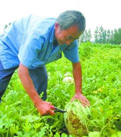 美女在田间吃瓜,美女尽享田园美味时光 第3张 美女在田间吃瓜,美女尽享田园美味时光 第3张