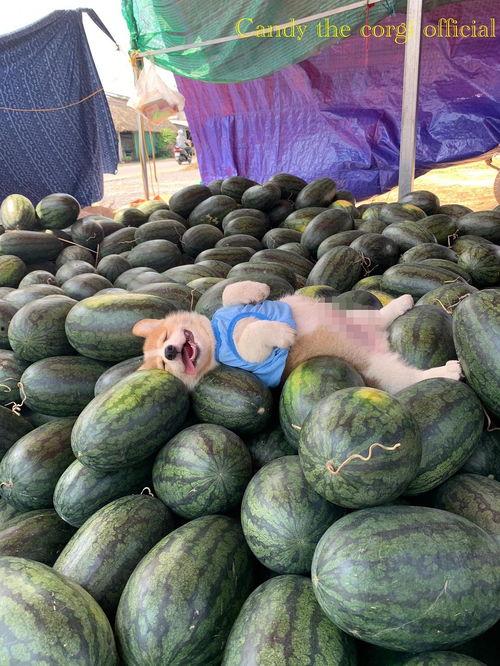 今日可以吃瓜吗  第3张