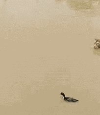 吃瓜摇头gif,趣味瞬间，笑翻你的朋友圈