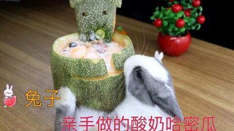 小宝宝吃哈密瓜酸奶,宝宝营养新选择，美味与健康同行