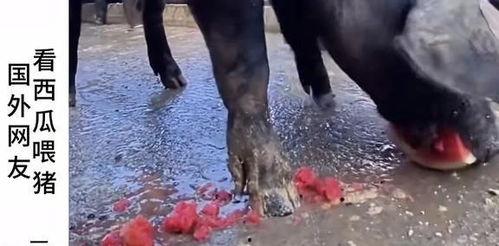 安新吃瓜事件真实视频  第3张