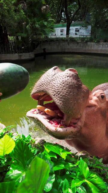 骗别人吃瓜,揭秘那些诱人瓜子的背后真相