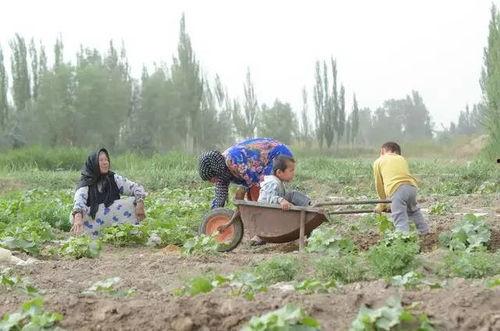 宁蒗县吃瓜群众,吃瓜群众的热闹生活画卷  第2张