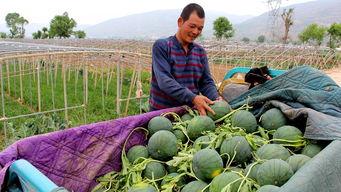 宁蒗县吃瓜群众,吃瓜群众的热闹生活画卷  第3张