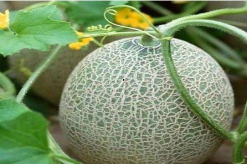 糖花黄毛吃瓜  第3张