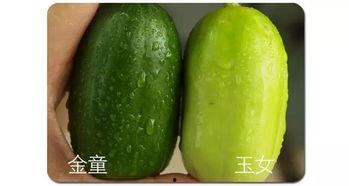 南阳农业吃瓜,瓜果飘香，丰收在望的田园画卷