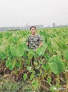 南阳农业吃瓜,瓜果飘香，丰收在望的田园画卷