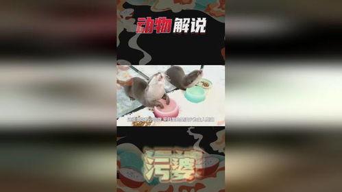 水獭瓜怎么吃,解锁美味新体验
